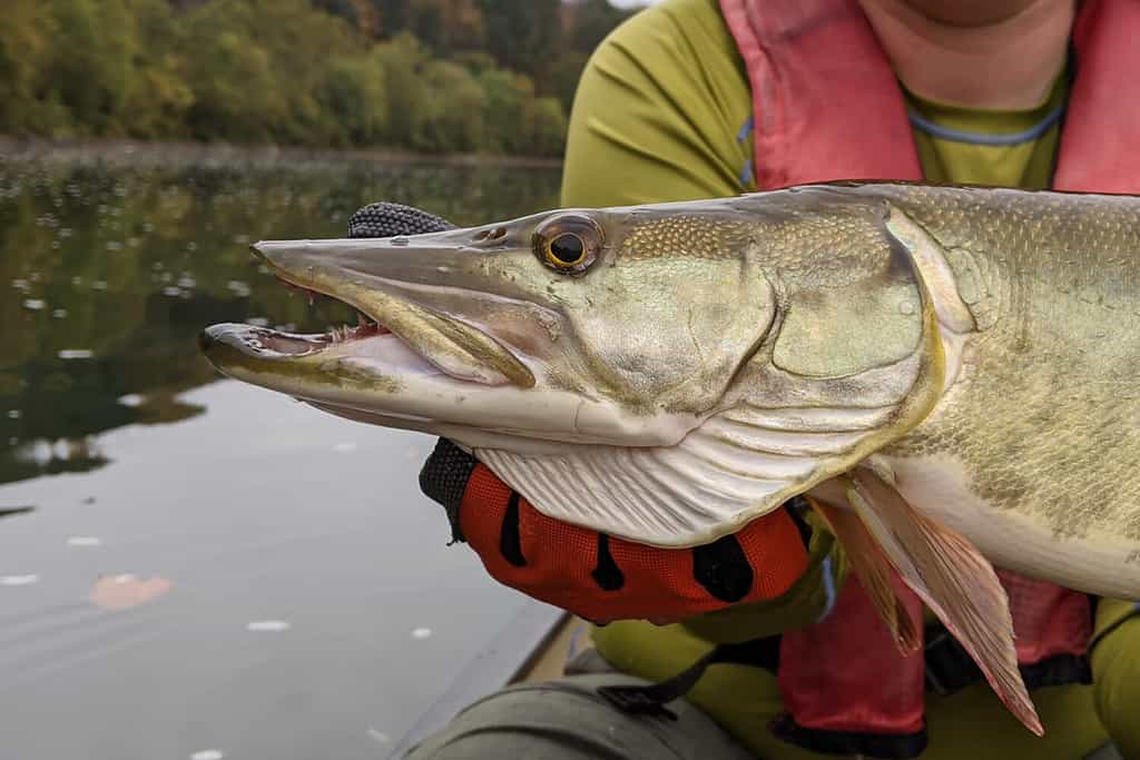 A closeup profile view of a muskie fish head as it is held horizontally by a gloved hand against calm water on a cloudy day