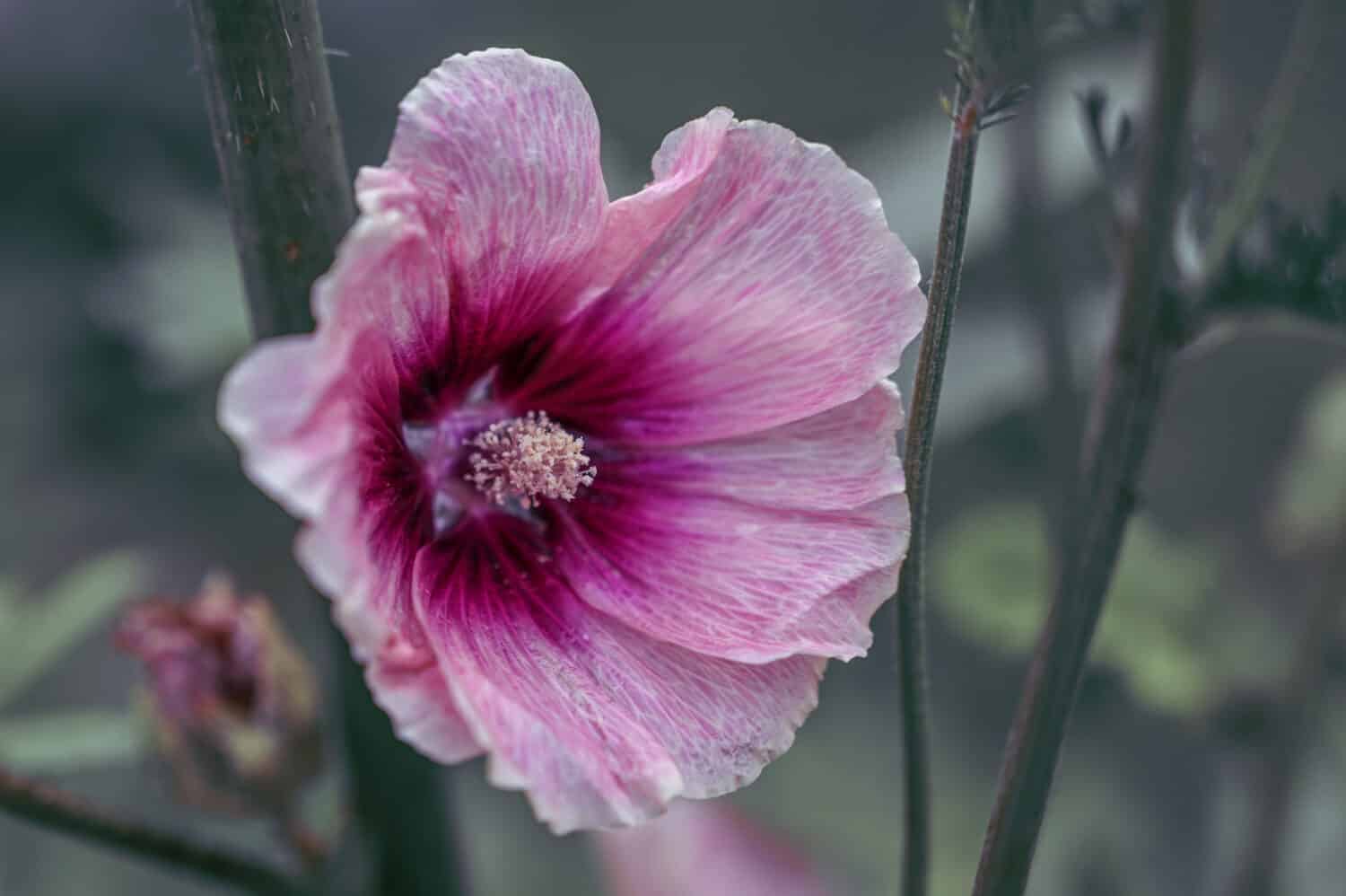 Halo Apricot Hollyhock, in full bloom. The flower is pink and purple