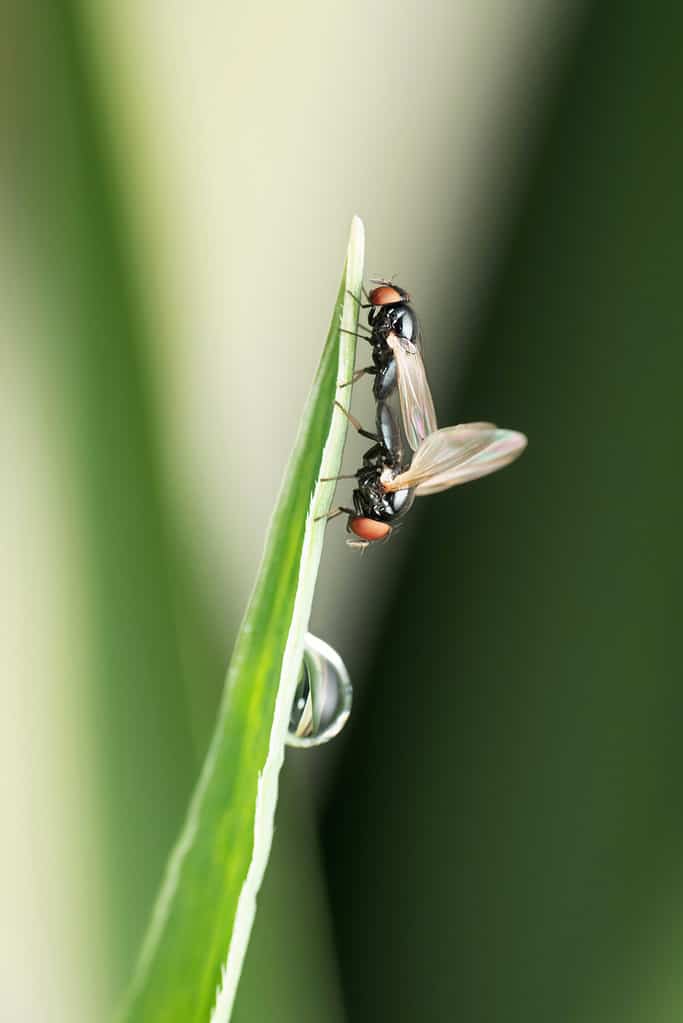 Mating pair of eye gnats, Liohippelates apicatus, Satara, Maharashtra, India