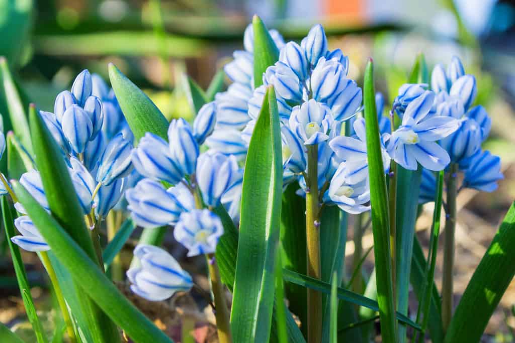Spring perennial primroses. White-blue flowers Puschkinia (Latin: Puschkinia scilloides) close-up. Shallow depth of field. Selective focus.