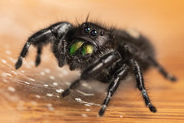 Chelicera - A-Z Animals