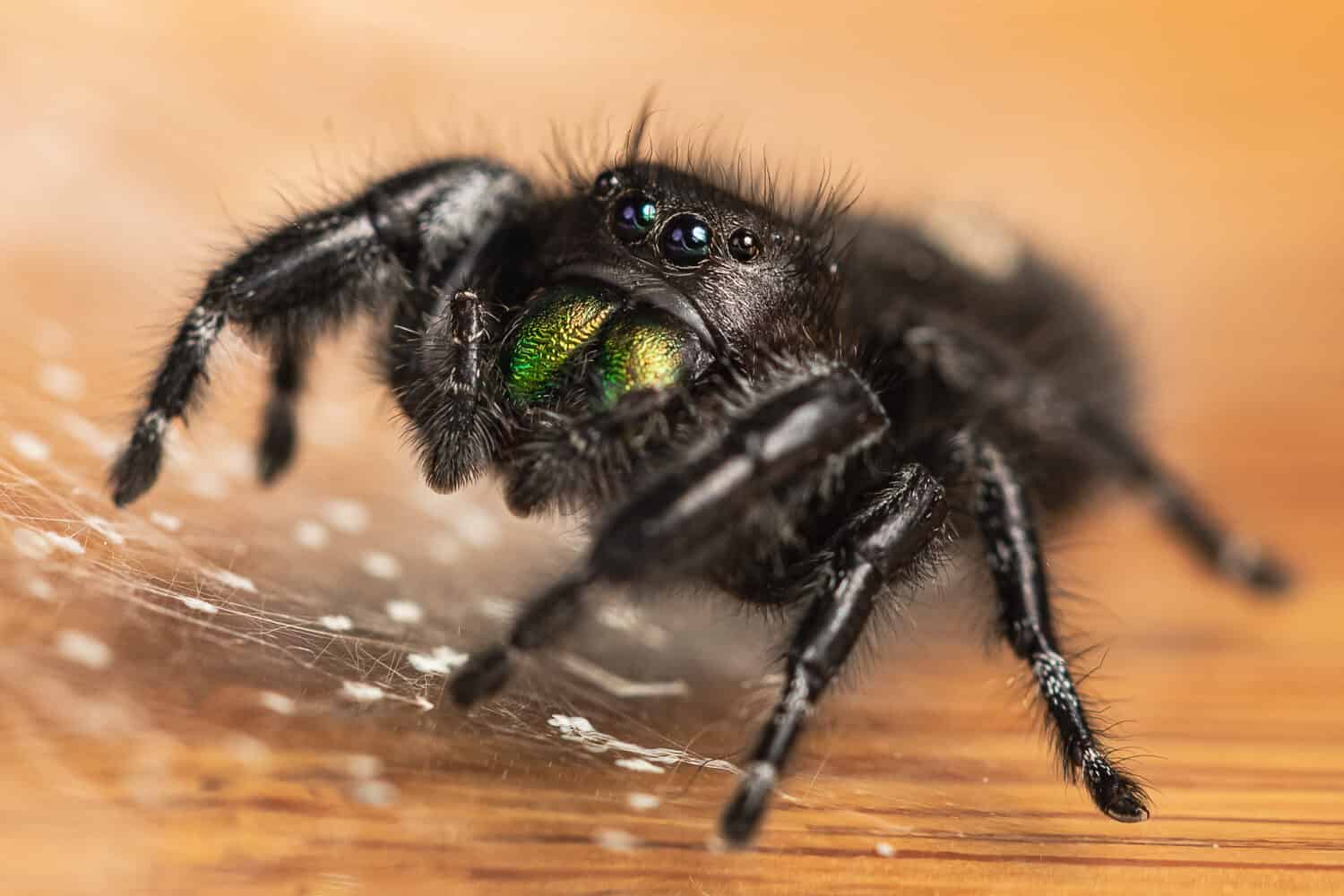 A crisp macro shot of a Bold Jumping Spider with prominant green iridescent chelicerae on a table surface surrounded by a web for hiding.