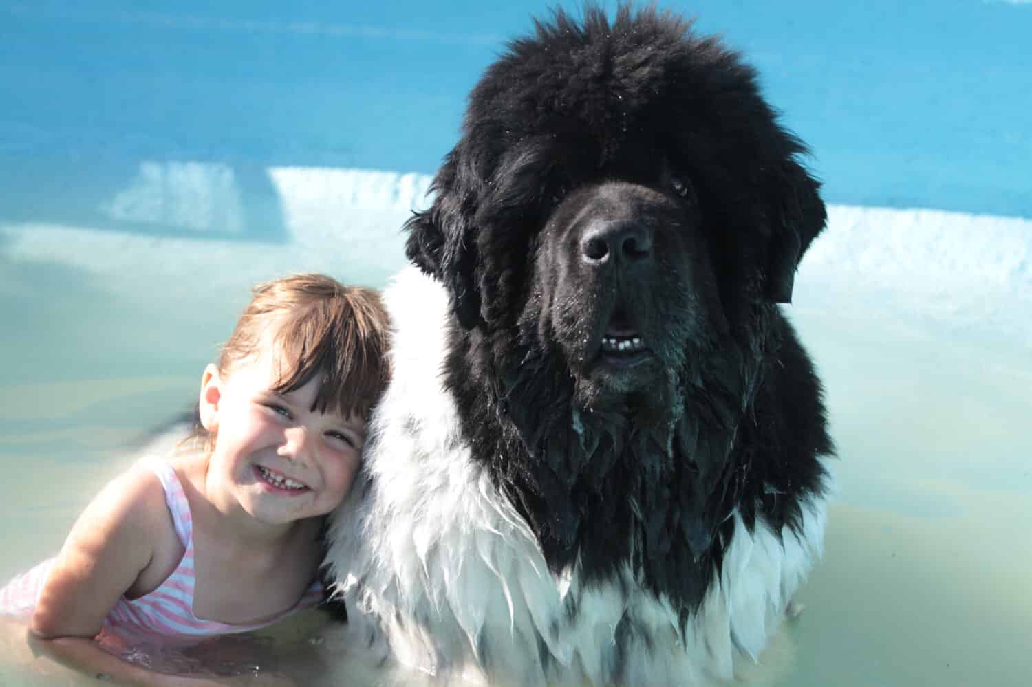 young child with big large dog  newfoundland dog