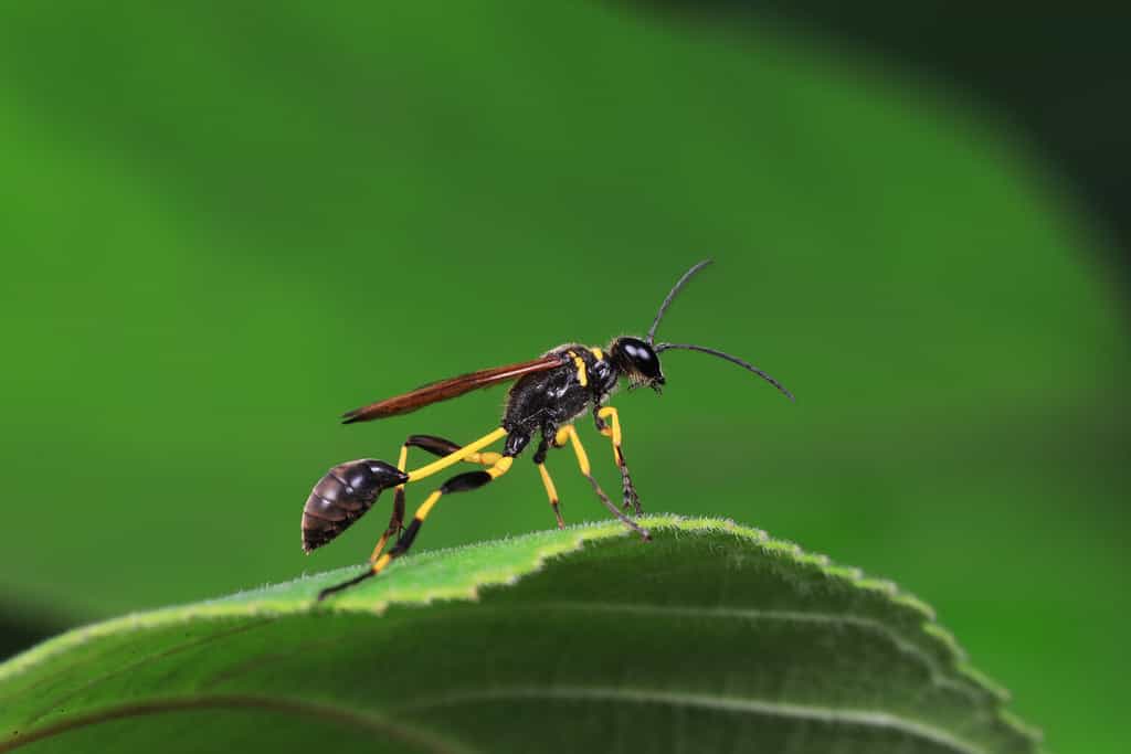 mud dauber live on green leaves