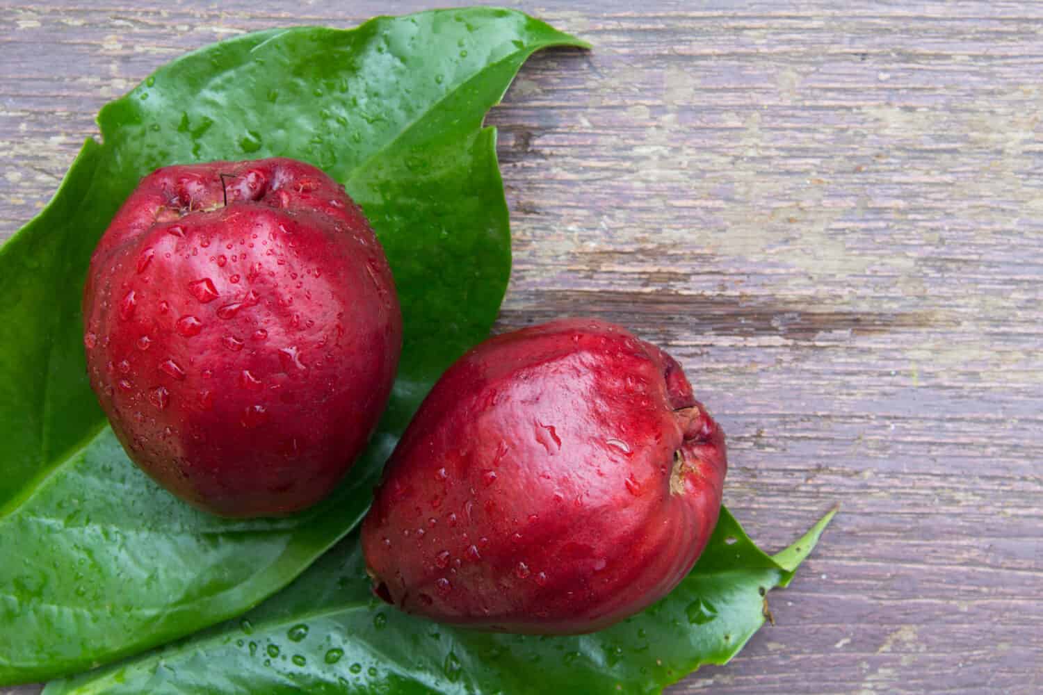 Pomerac fruits (Syzygium malaccense) has other names are Malay Apple, Chompoo Mameaw, Rose apple. It's pear-like fruit with calyx attached to end of fruit, dark red color, placed on its green leaves.