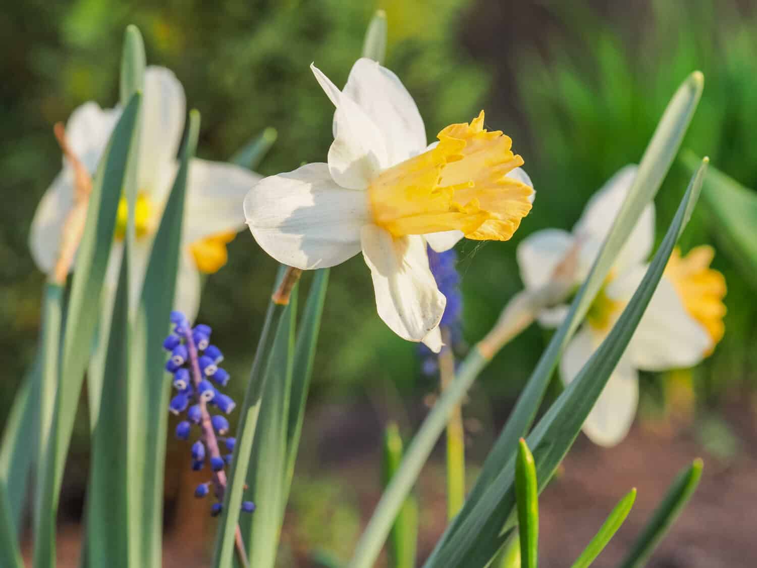 Daffodil Giltol or John Evelyn Narcissus, creamy white blossom with apricot-orange corona, close up. Fresh Daffadowndilly or Jonquil flower is herbaceous, flowering plant of the family Amaryllidaceae.