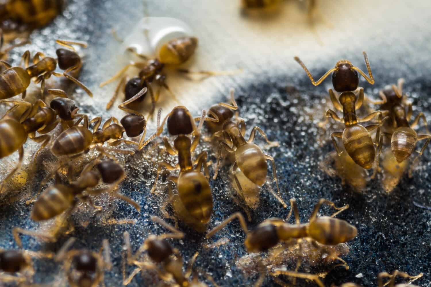 Tiny household thief ants feeding on sugar