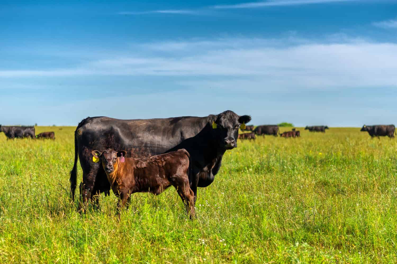 A black angus cow and calf graze on a green meadow. Agriculture, cattle breeding.