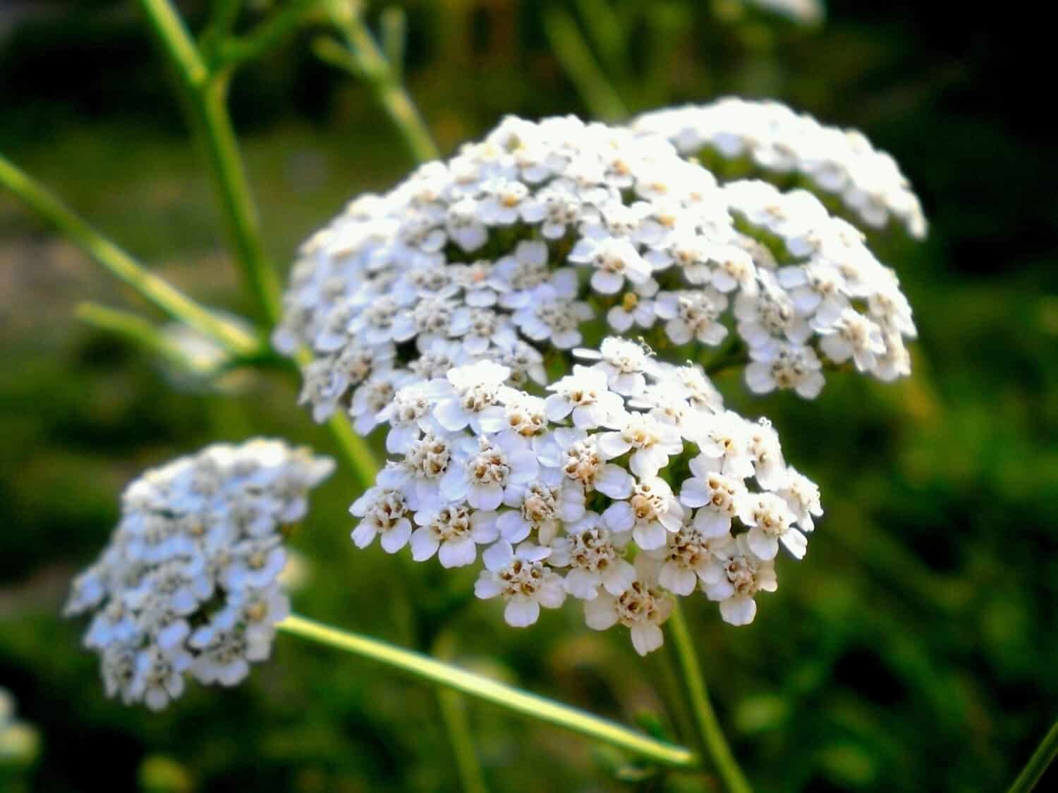 Common yarrow Achillea millefolium white flowers close up, floral background green leaves. Yarrow pattern, milfoil top view. Medicinal organic natural herbs, plants concept. Wild yarrow, wildflower