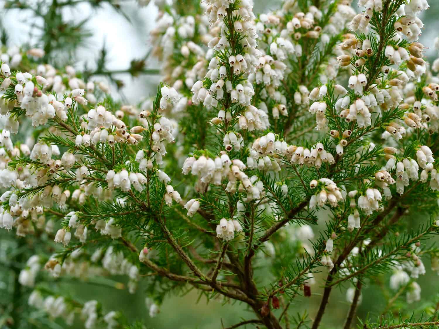 Erica lusitanica is a species of flowering plant in the family Ericaceae, known by the common names Portuguese heath and Spanish heath.
