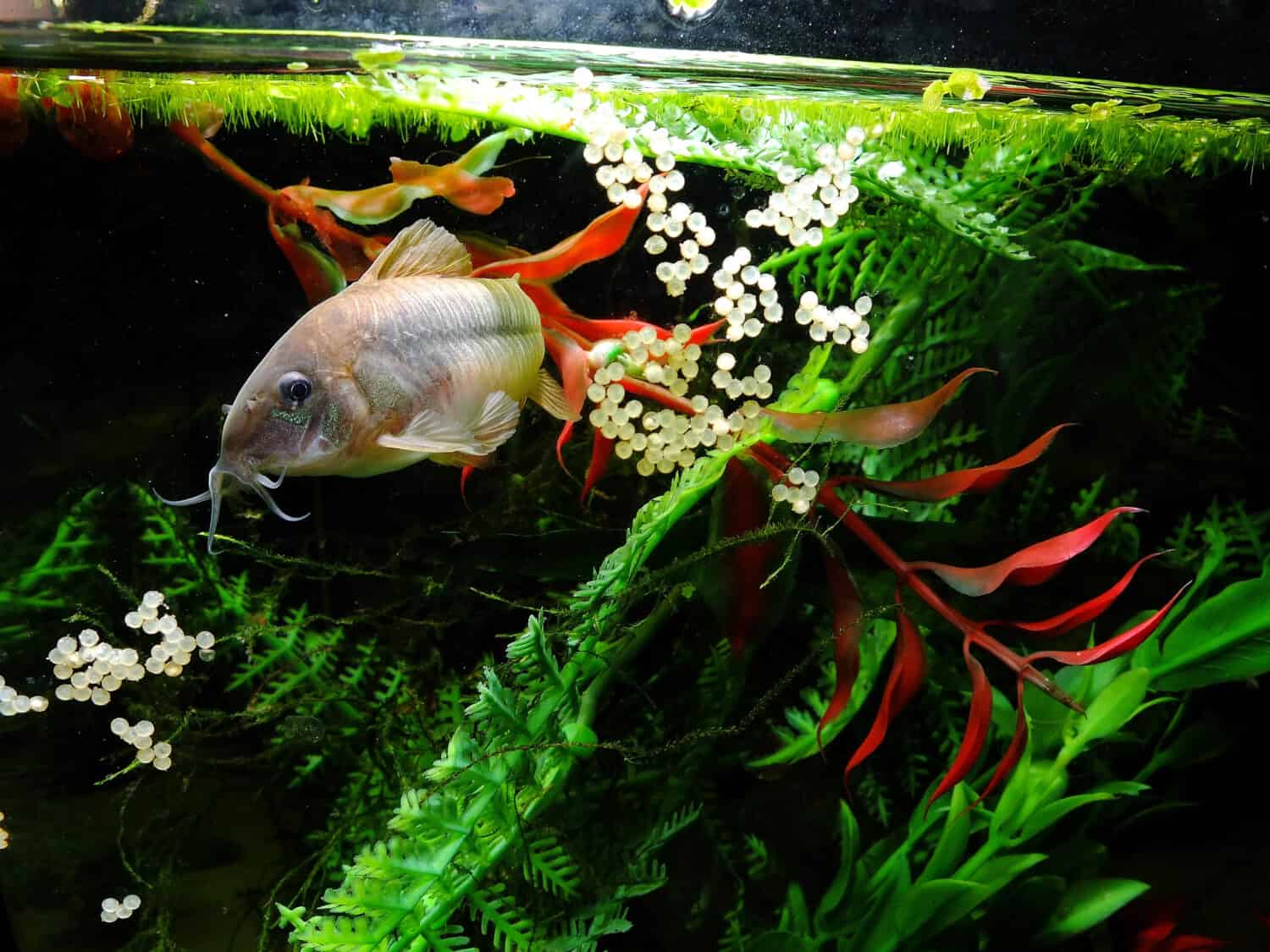 Corydora aeneus female spawning with eggs in tropical freshwater aquarium