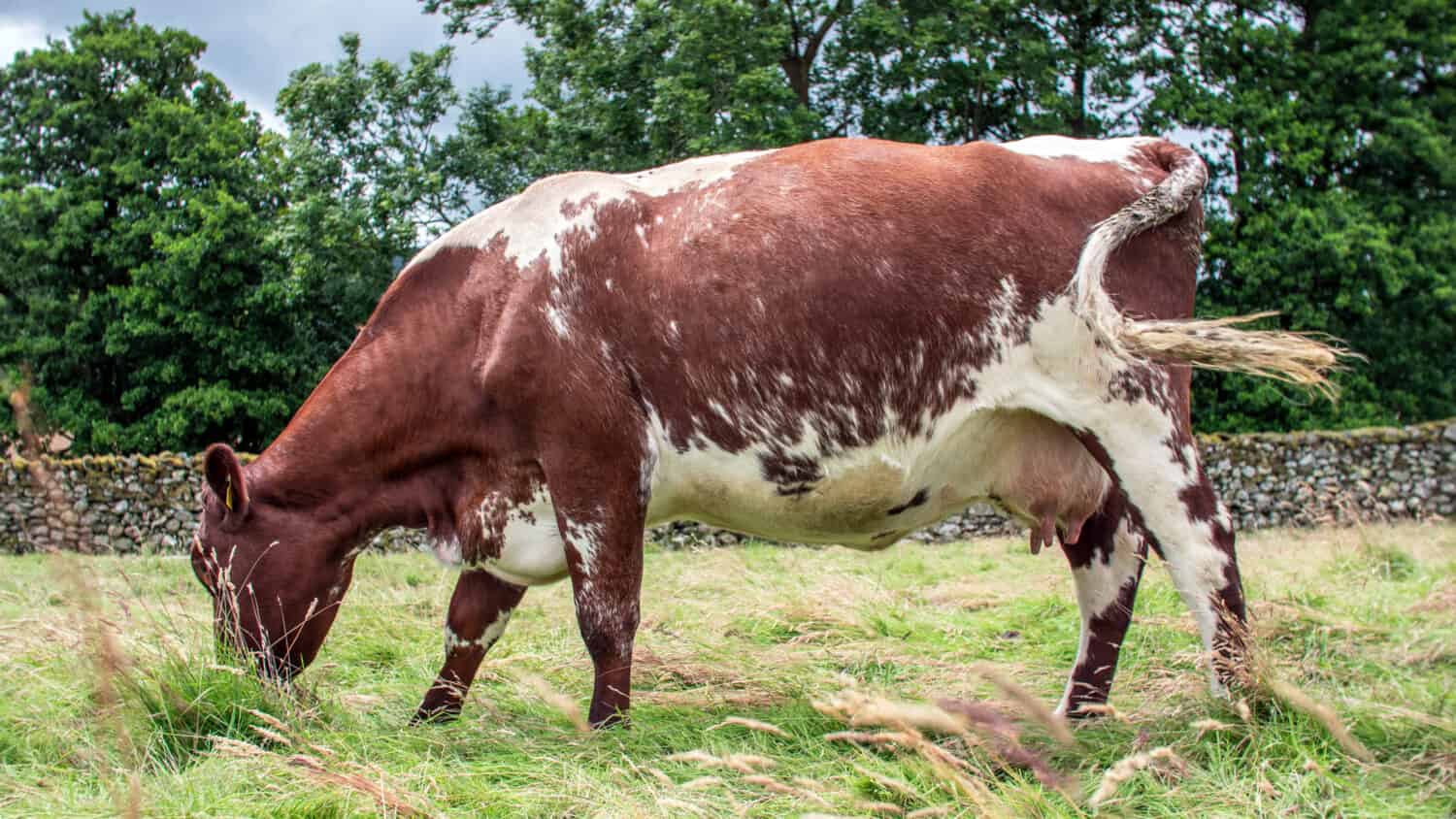 Shorthorn Cow Grazing at Ullswater Lake in the Lake District