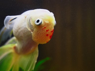 A What is Red Pest Disease, And How Do You Treat It in Fish?