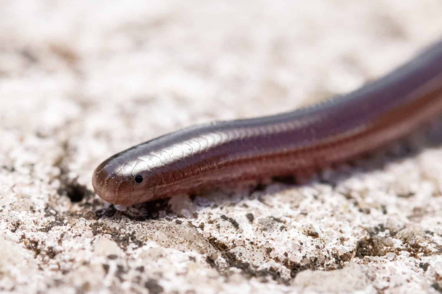 Brahminy Blindsnake 