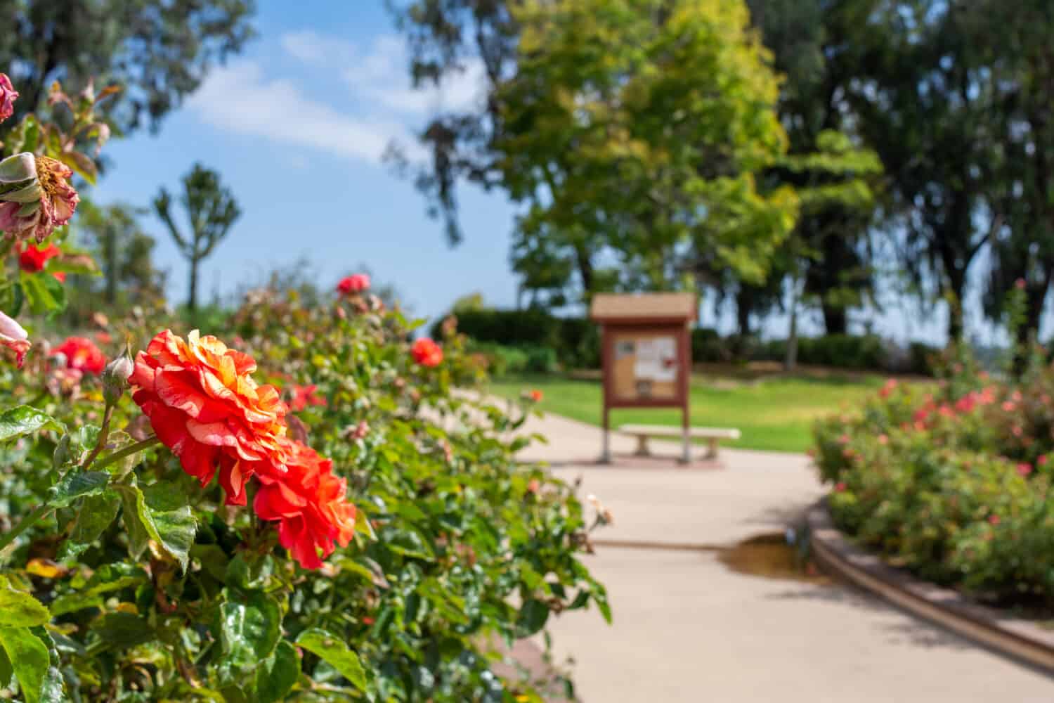 Balboa Park's Inez Grant Parker Memorial Rose Garden