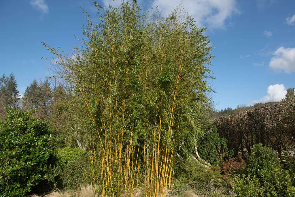 Bamboo in Pennsylvania A Guide to Growing and Cultivating AZ Animals