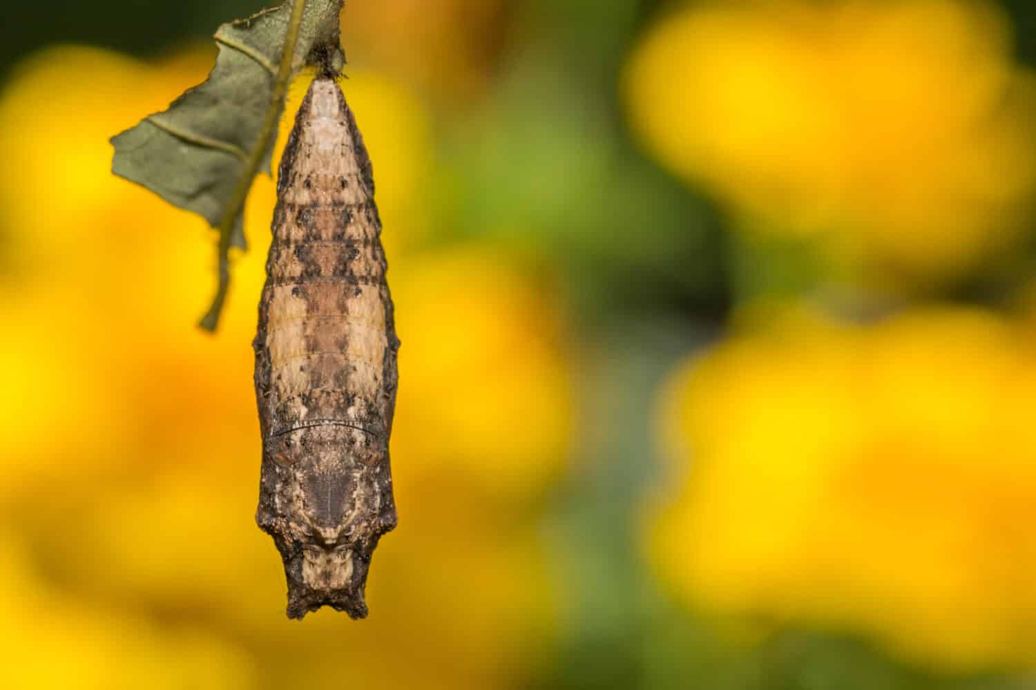 Eastern Tiger Swallowtail Chrysalis (Papilio glaucus)