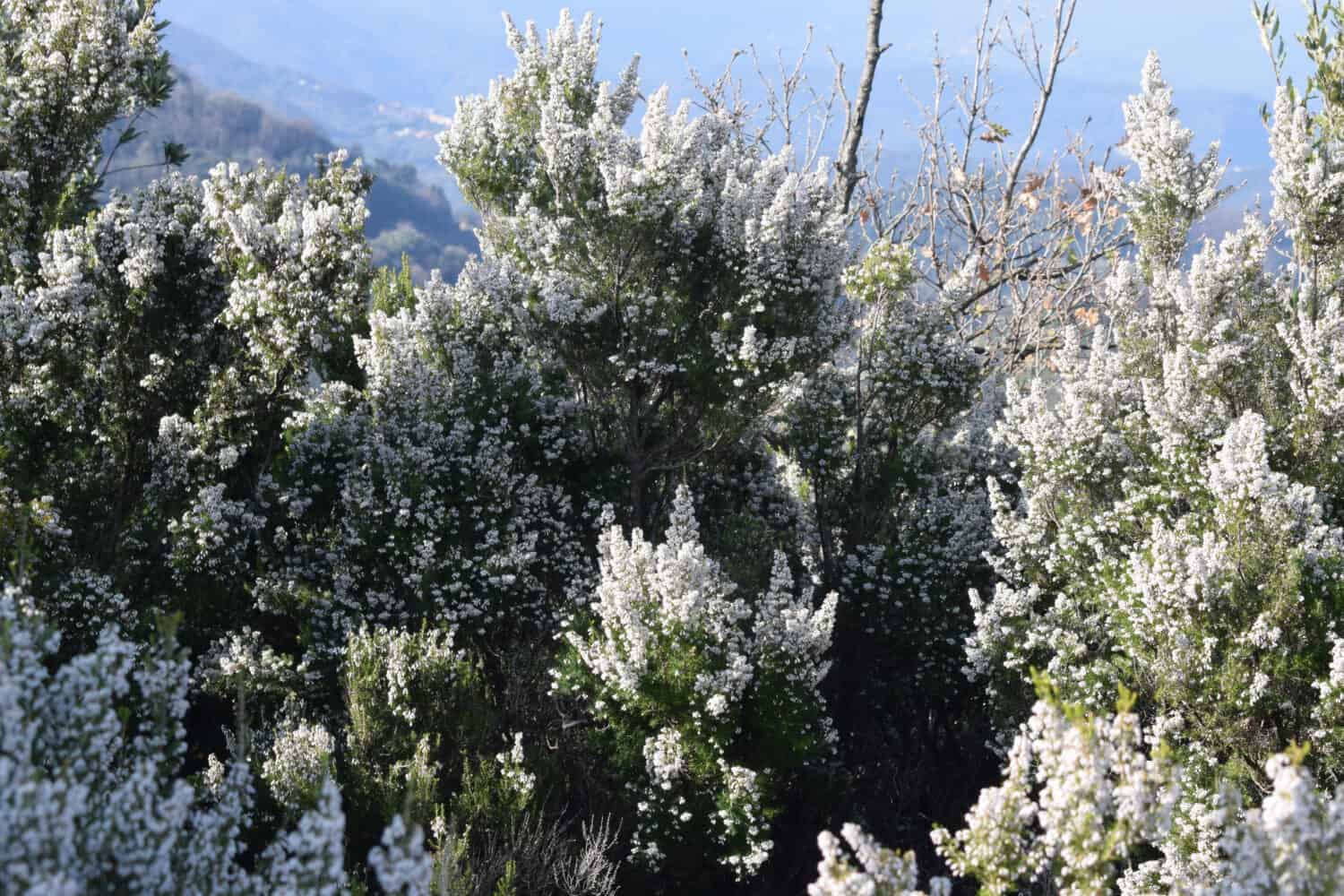 Tree heath (Erica arborea) with white flowers in Aspromonte, Calabria, Italy