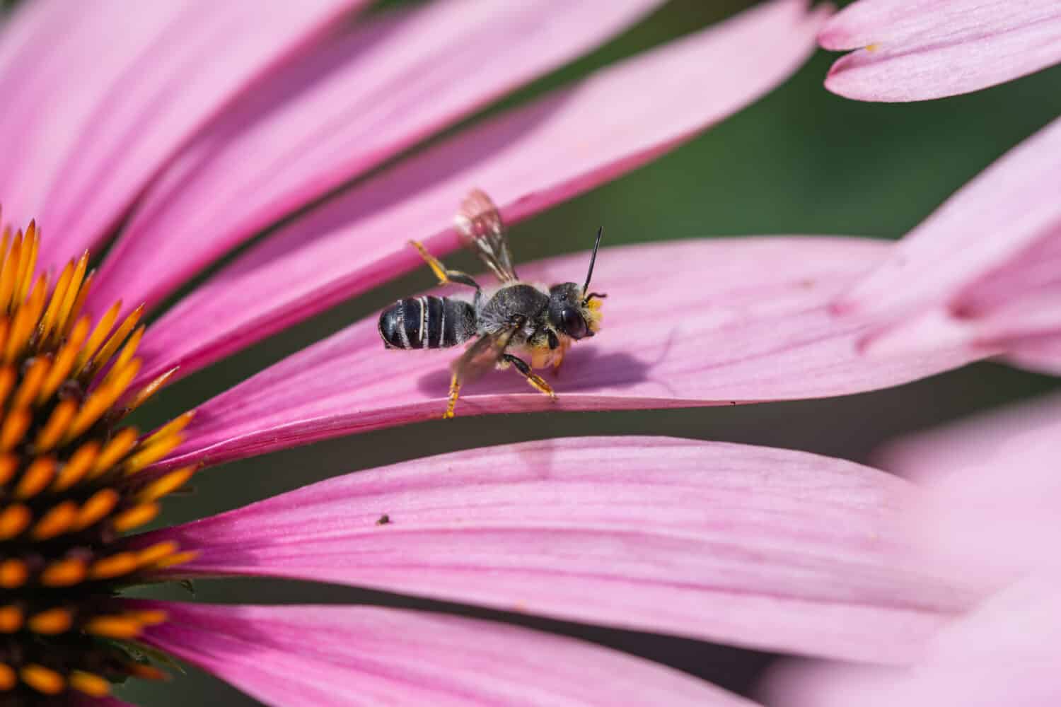 Pugnacious Leafcutter Bee on Echinacea Flowers