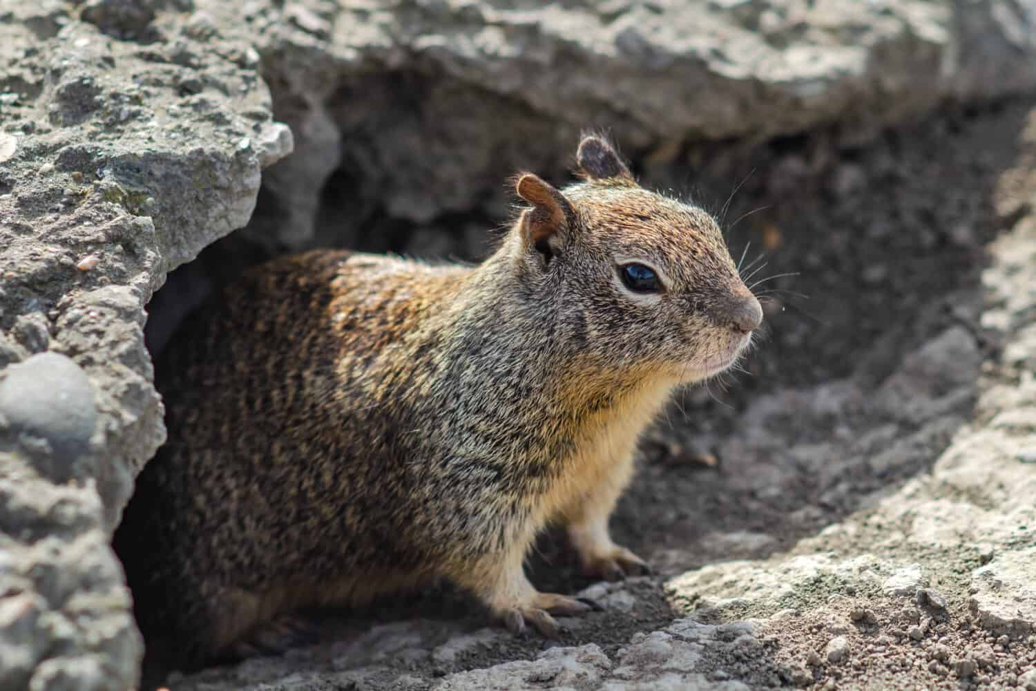 A California ground squirrel stands outside of her nest - known as a burrow - and appears to look at the camera.