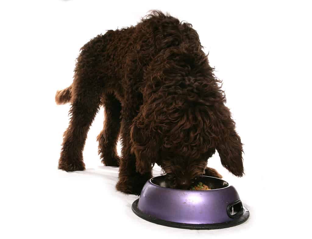 Brown Labradoodle Puppy eating from a bowl isolated on a white background