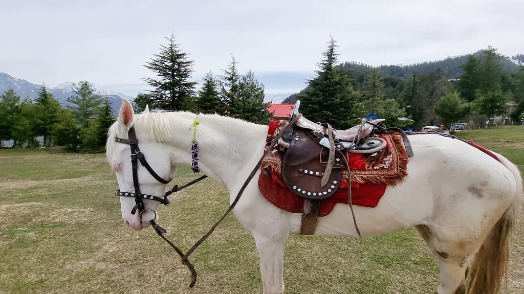 Camarillo White Horse (Equus caballus) Standing In Shogran, Pakistan