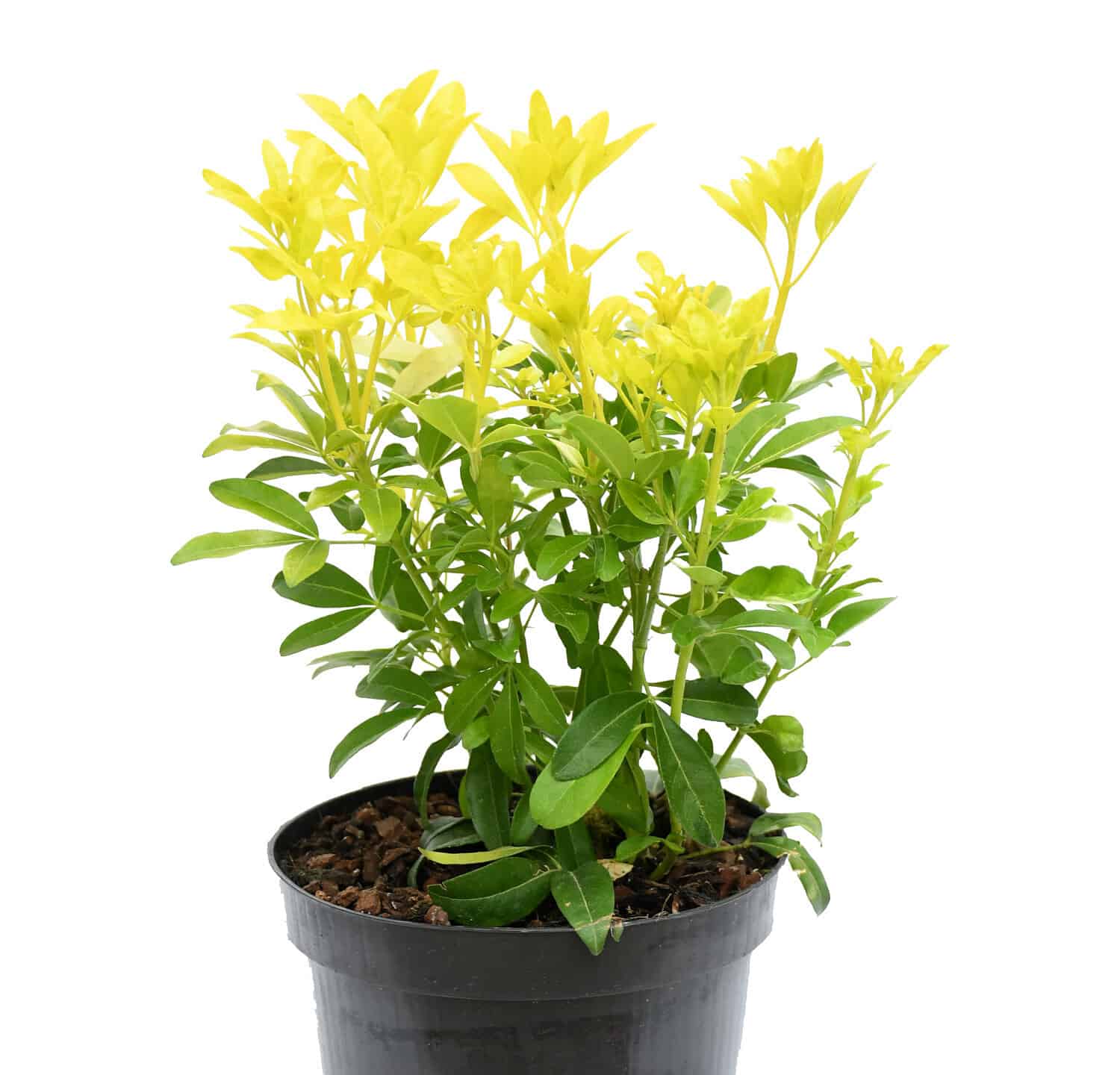 Plant beautiful Choisya ternata 'Sundance' ,Mexican Orange Blossom ,evergreen chiefly grown leaves bright and gold aromatic foliage .Plant in black plastic pot on white background isolated and path. 
