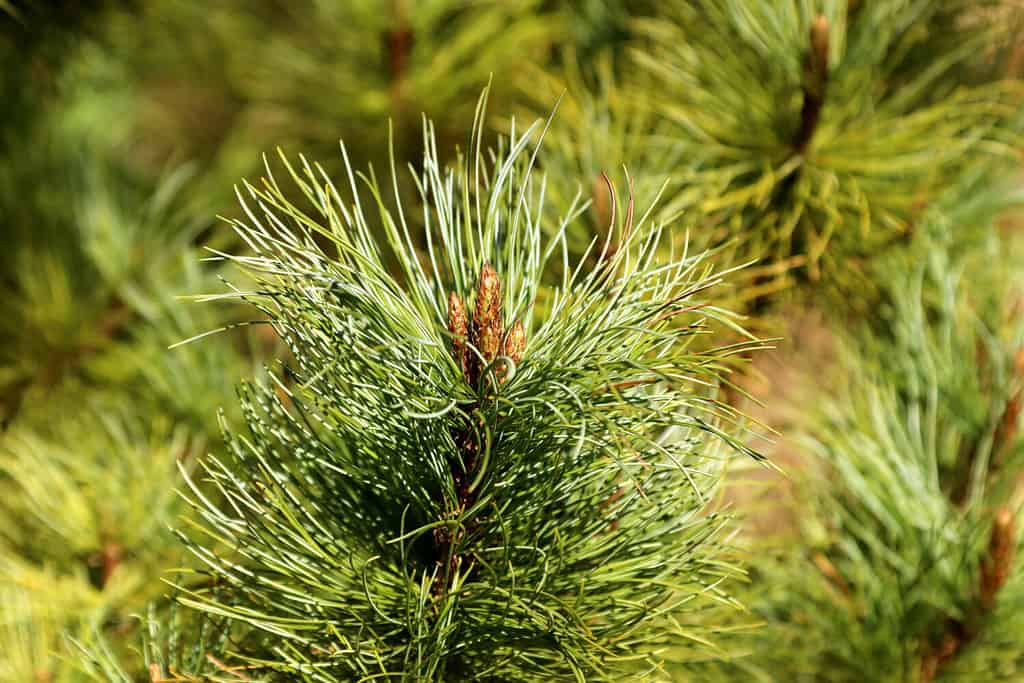 Five-needle pine, Ulleungdo white pine, Japanese white pine (Pinus parviflora "Glauca") it is a coniferous evergreen tree.