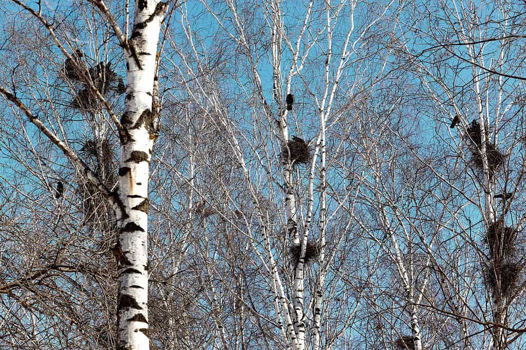Rook nests on high birch trees. The blue sky and warm sun warm the birds, and nesting begins. White birches with nests in the city park