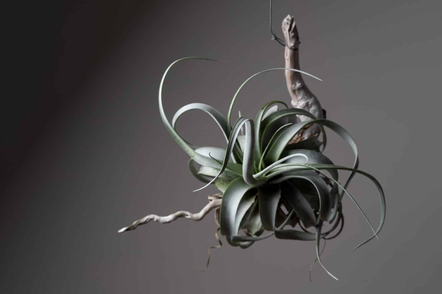 Tillandsia xerographica one of the best air plants because of its easy maintenance.