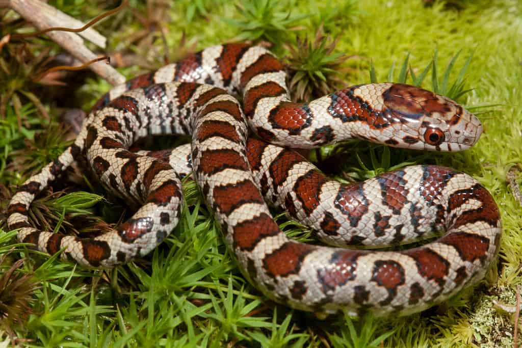 Eastern Milksnake on moss, Lampropeltis triangulum