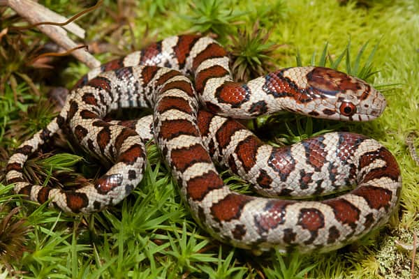 Meet 6 Snakes of Rhode Island - A-Z Animals