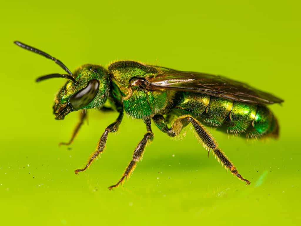 A Pure-Green Sweat Bee (Augochlora pura) on a green glass table.