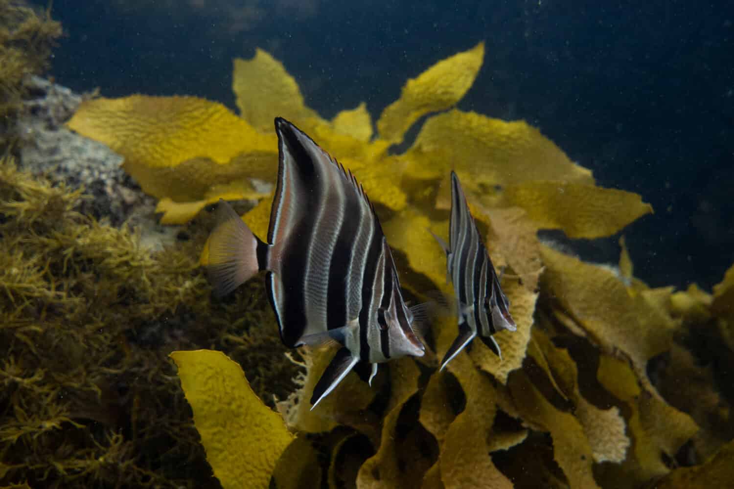 A pair of Western talma fish near some kelps