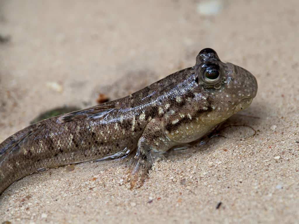 Mudskipper - A-Z Animals