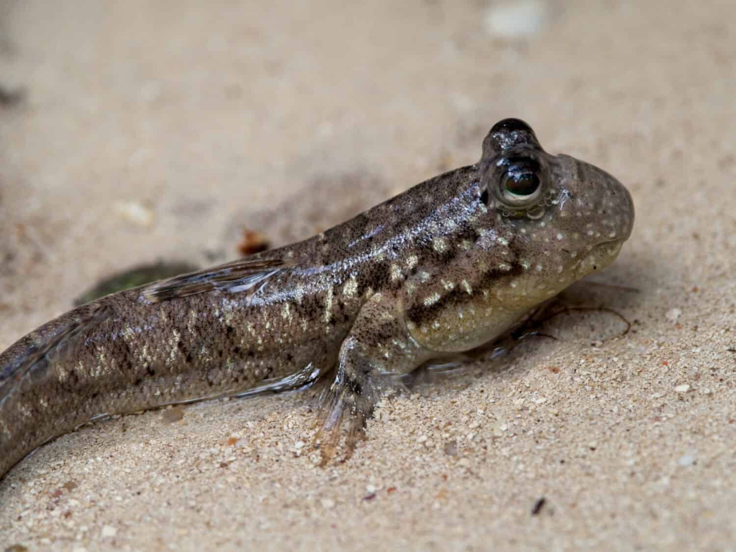 Closeup of Mudskipper (Periophthalmus kalolo) walking fish on beach Curieuse Island, Seychelles