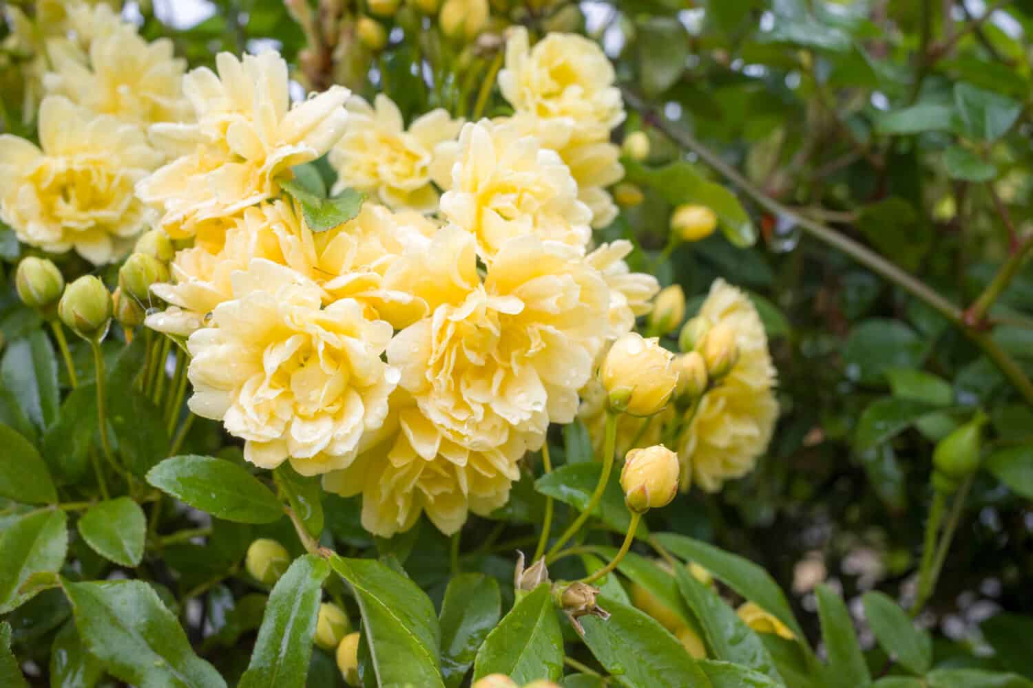 Lady Banks' rose (Rosa banksiae) with beautiful fresh yellow