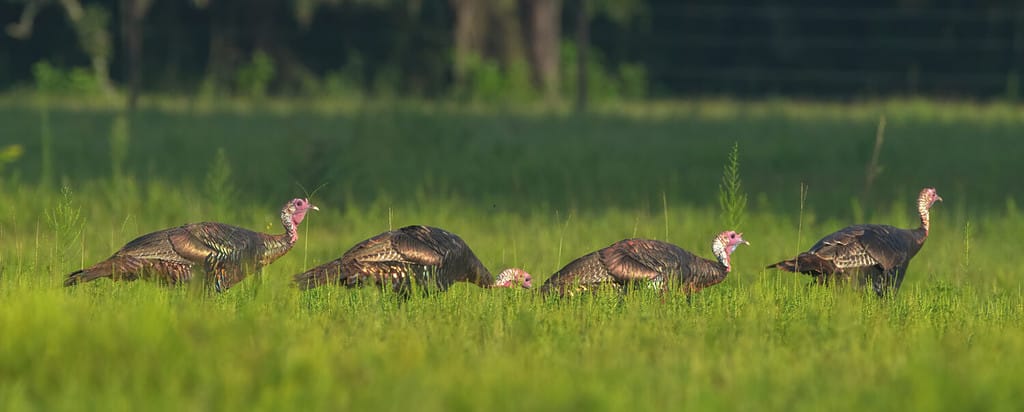 Rafter, gobble or flock of young Osceola Wild Turkey (Meleagris gallopavo osceola) walking in line in green meadow in central Florida