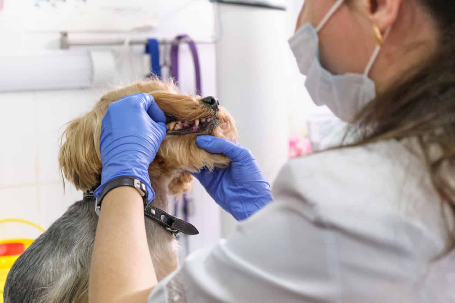 veterinarian examines a dog teeth. Consultation with a veterinarian. Close up of a dog and fangs. Animal clinic. Pet check up. Health care.