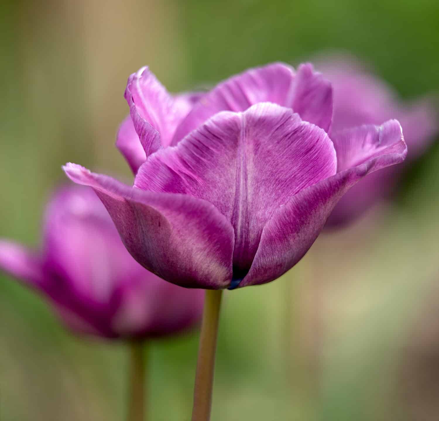 Closeup of Tullips, Tulipa 'Bleu Aimable', in spring