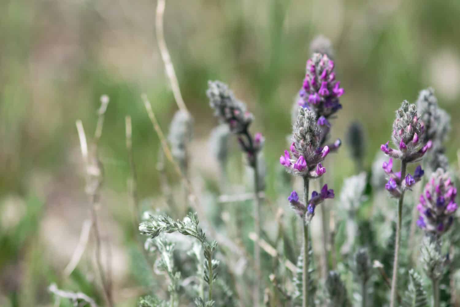 Purple, showy locoweed flowers bloom in a mountain meadow.