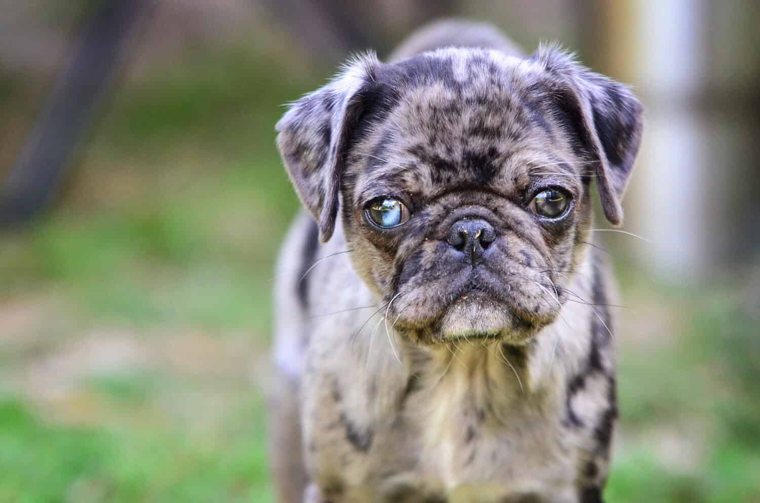 Cute puppy with one blue eye keeping a look out