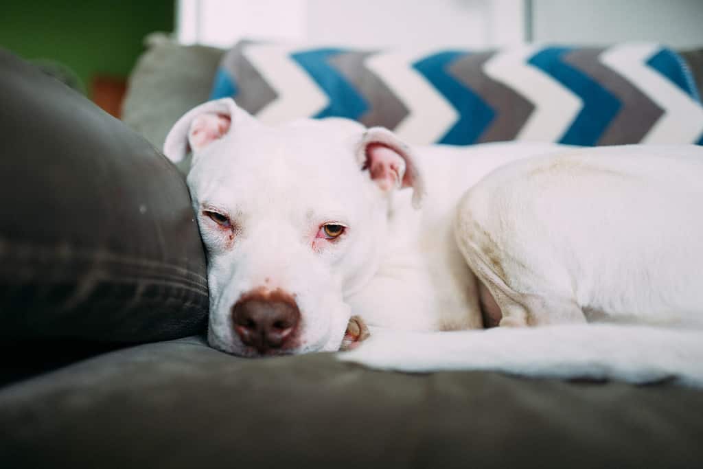 White pit bull terrier dog laying on grey sofa in a living room