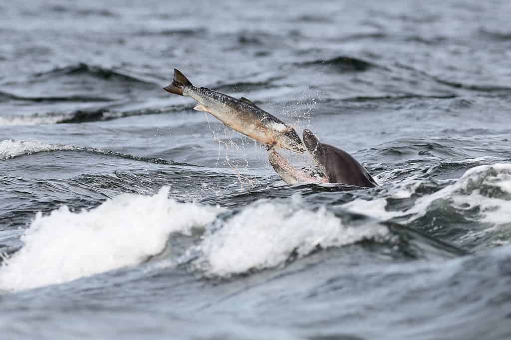A Bottlenose Dolphin about to eat a fish