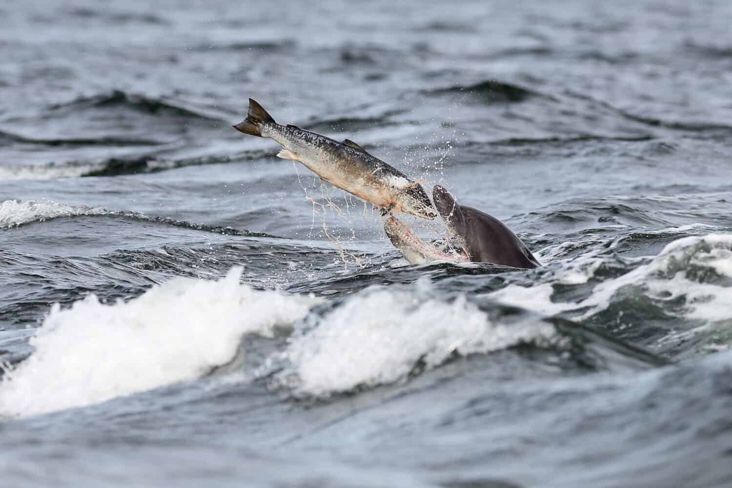 Un delfín mular a punto de comerse un pez