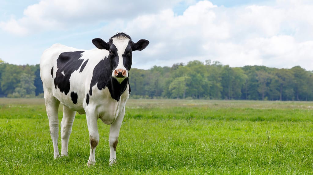 heifer young cow in a field looking, copy space