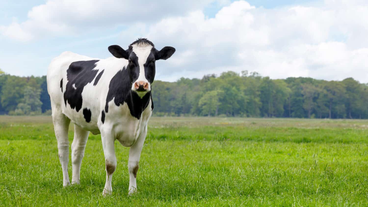 heifer young cow in a field looking, copy space