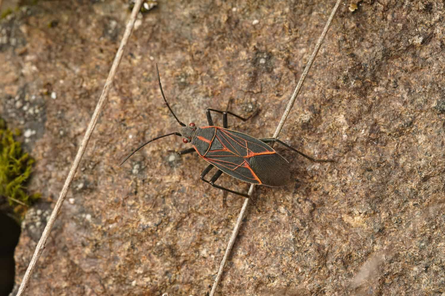 Closeup of the western boxelder bug , Boisea rubrolineata, in the Columbia river gorge, Oregon