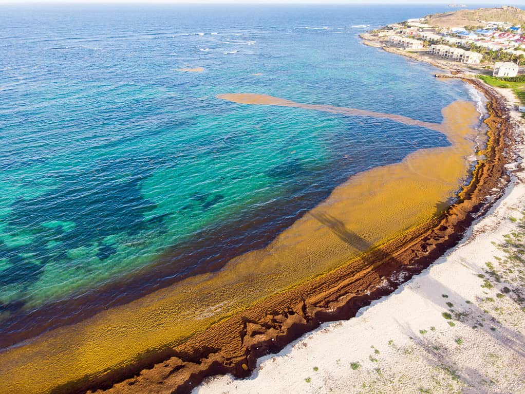 Beach covered with Sargassum seaweed on the Caribbean island of st.maarten.
