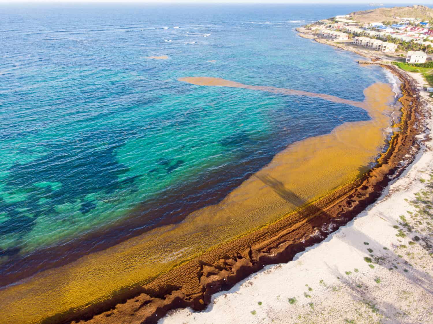 Beach covered with Sargassum seaweed on the Caribbean island of st.maarten. 